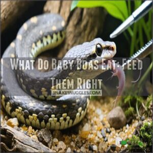 what do baby boas eat