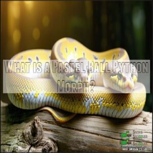 What is a Pastel Ball Python Morph