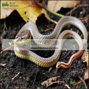 Worm Snakes Worm Snakes