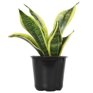 Altman Plants, Live Snake Plant, B0BM6WL5L3