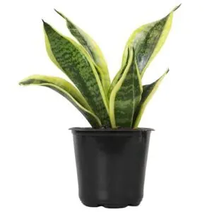 Altman Plants, Live Snake Plant, B0BM6WL5L3