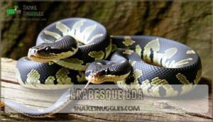arabesque boa