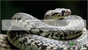 aztec boa