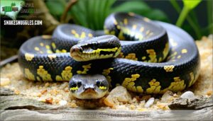 ball python breeder qualities