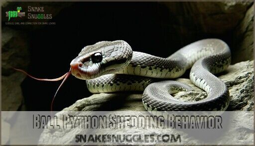 Ball Python Shed Cycle: 6 Stages Every Snake Owner Must Know Now!