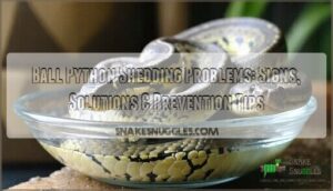 ball python shedding problems