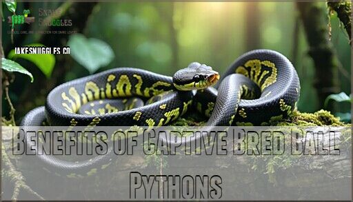 Image showcasing Ball Python Ethical Sourcing: Find Trusted Breeders and Care Insights