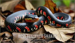 best beginner snakes