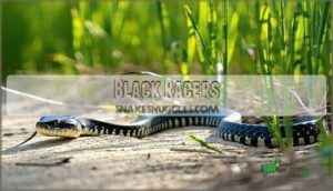 black racers