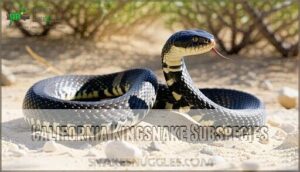 california kingsnake subspecies