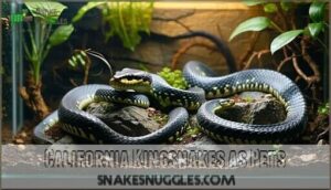 california kingsnakes as pets