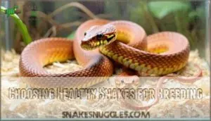 choosing healthy snakes for breeding choosing healthy snakes for breeding