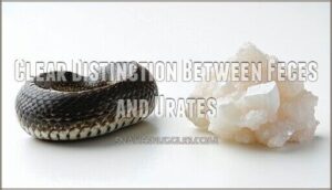 clear distinction between feces and urates