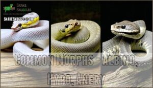 common morphs - albino, hypo, anery