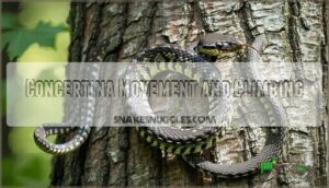 concertina movement and climbing