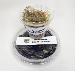 Dwarf White & Springtail Bundle B0B2R41NRK