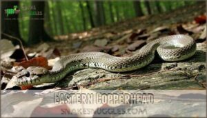 eastern copperhead