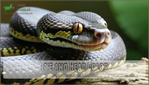 eye and head color