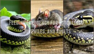 feeding frequency for hatchlings, juveniles, and adults