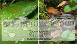 garter and dekay’s brown snakes