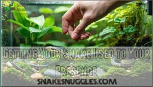 getting your snake used to your presence