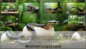 growth and development stages growth and development stages