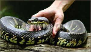 guiding boas away