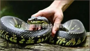 guiding boas away guiding boas away