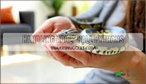 handling adult ball pythons