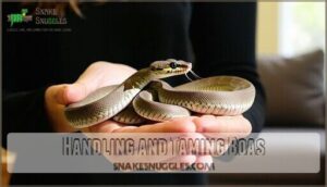handling and taming boas