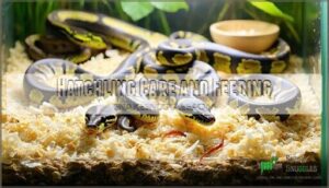 hatchling care and feeding