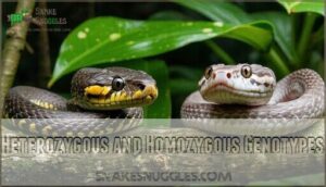 heterozygous and homozygous genotypes