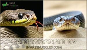 hognose and kenyan sand boas