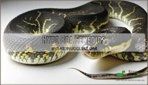 hypo boa genetics