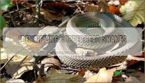 identifying copperhead snakes