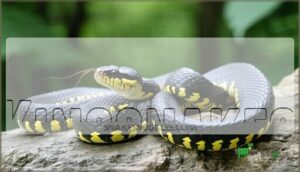 kingsnakes