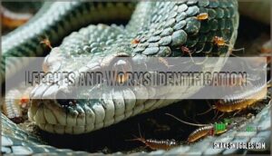 leeches and worms identification