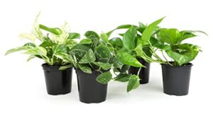 Live Pothos Plants (4PK) Indoor B09XWWKRQW