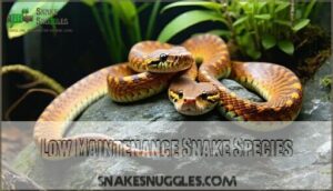 low maintenance snake species