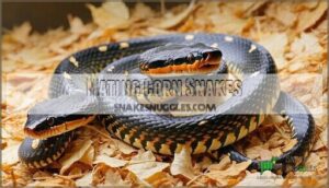 mating corn snakes