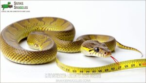 measuring length and girth