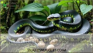milk snake breeding and reproduction