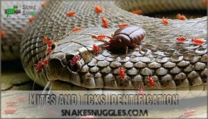 mites and ticks identification