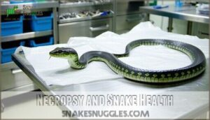 necropsy and snake health