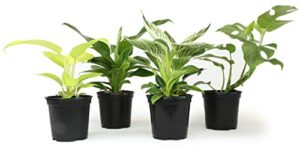 Philodendron Plant Live (4 Pack), B0B8F6CVTG
