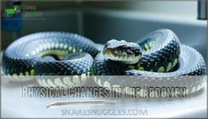 physical changes in the abdomen