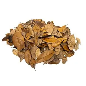 Premium Live Oak Leaf Litter B086SCDF53
