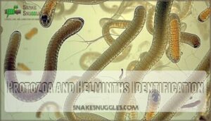 protozoa and helminths identification