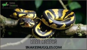 rare morphs