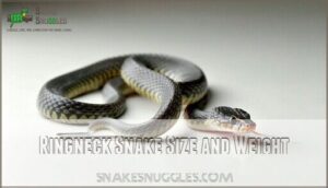 ringneck snake size and weight